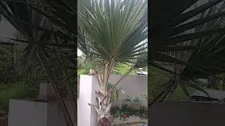 LataniaPlant 