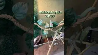 ПОВЕСИЛА ГЕНЕ ЛИАНУ 🌿🪴 #хамелеон йеменский хамелеон