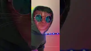 Cat Club! 