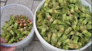 фундук КЕРАСУНД сбор УРОЖАЯ 2021 !!! hazelnut harvest !