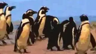 Here come the penguins over the hill (cutout filter)