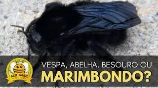 MAMANGAVA, você sabe o que é? Eu fiquei SURPRESO!