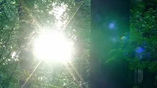 Грустный ревущий звук (гул) летящего в небе самолета и солнце сквозь деревья