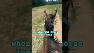 though he does get mad sometimes when a horse with lower ranking in his herd leads 😂