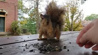 Discover the Unbreakable Bond with My Favorite Squirrel Flopsy ❤