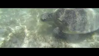 Большая морская черепаха  Big Sea Turtle