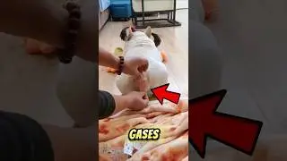 #babifreitas