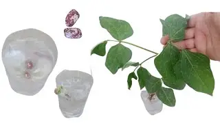 Amazing Skills About Beans | How To Grow Bean
