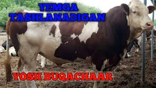 SEMENTAL BUQALARNI YEMGA TASHLANADIGAN  VA YOSH BUQACHALARDAN KELDI сментал букачалар ва йемга ташла