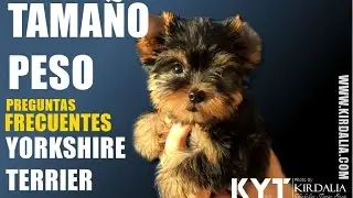 Tamaño y peso del Yorkshire, Preguntas frecuentes