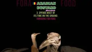 Arabian Bustard #bird #chad #shorts