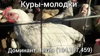 Куры-молодк.Доминант Чехия(104,107,459)