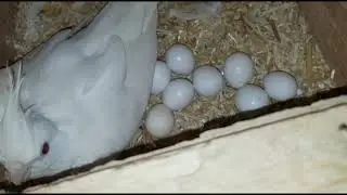 Cockatiels Setup and breeding progress #cockatiel #birds