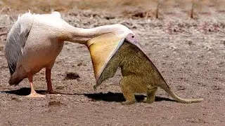 It's Horrible! Hungry Bird That Swallows Giant Preys Within 3 Seconds