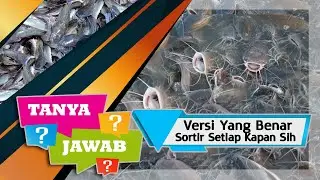 TUJUAN SORTIR LELE SEMINGGU SEKALI, HARUS PAHAM YA, Bukan Soal Buang Air Kolam Dan Ngacak2 IKAN Aja