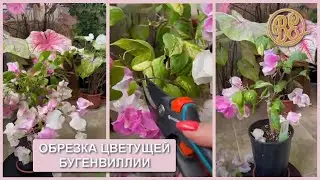 Обрезка цветущей бугенвиллии