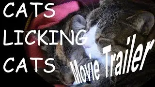 Cats Licking Cats - The Fake Movie Trailer