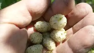 Шелковица сорта House of Virgin Mary mulberry (Turkey origin)