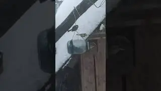 Синички