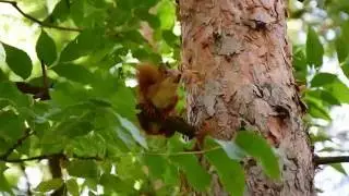 Белочка в Макеевском лесничестве
