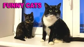 Funny Cat and Cute Kitten😸 Playing and Fighting 😻Funny animals