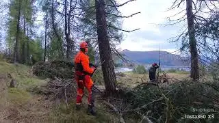 Stihl Ms500i is a perfect Saw, Lerch Going down