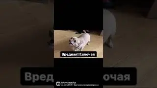 Приколы с чихуахуа 