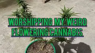 Worshipping My Weird Weed. FLOWERING CANNABIS. The Beginner's Guide to FLowering Weed/Marijuana