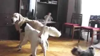 Йорк, питбуль и голден.