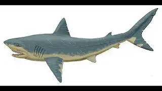 Top 5 Rare and Unpopular Prehistoric Sharks
