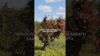 Слива ДУДУКА #садыроссии #саженцы #сад #слива