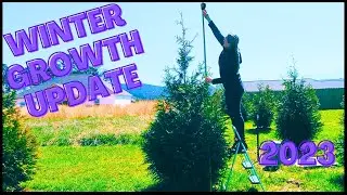 How Did My Green Giants Grow Over The Winter? Thuja Green Arborvitae Growth Update