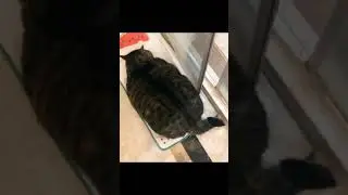 😻 Baby Cute Cat 😻 Funny Cat Videos😹 