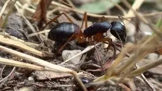 Meat Ant Close Up Footage. Looking for Prey?