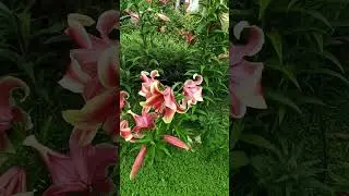 Цветник из лилий ОТ-гибридов (посадка прошлого года)