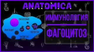 Фагоцитоз иммунология / Фагоцитоз патофизиология / Иммунология
