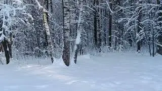 Снегири прилетели  песня автора