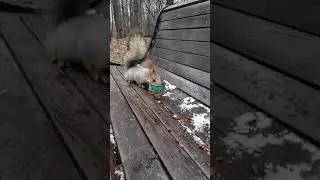 Одна белка хочет пить, а другая хочет орешков