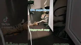 Это видеоблог. СКА. Собака и кошка спят вместе