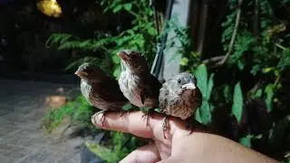 Pichones de jilguero (argentino) (dorados)