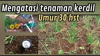 cara mengatasi tanaman bawang merah kerdil
