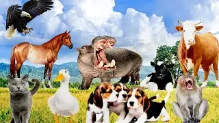 Animal sounds: Cat Dog Cow Horse Elephant Bear Chicken Duck turtle Rabbit cute little animals