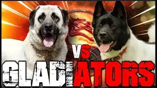 Kangal vs American Akita | American Akita vs Kangal | Powerful Guard Dog? | Billa Boyka |