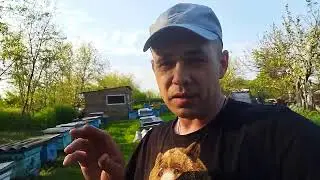 Как подсадить неплодную матку на 100%