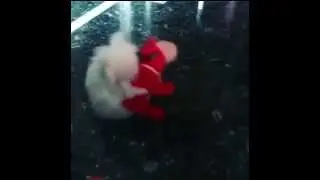 Bunny humping a toy is Metal \m/