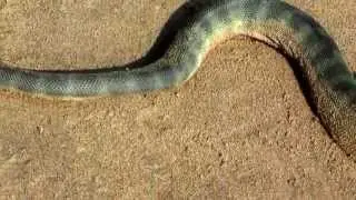 Змея морская.  Морджим. Голодный ДеПут.