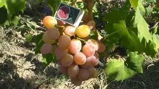 Как улучшить вызревание лозы
