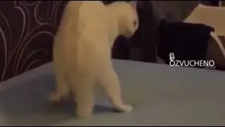 Я вас понял досвидульки