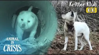 Mother Dog Lives With Her Pup In A Narrow Drain Pipe, Strangled l Animal in Crisis Ep 428
