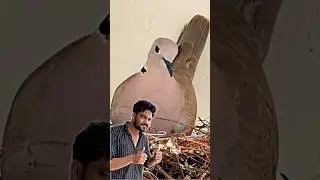 dove की चौथी नसल ❤️ | #dovebird #dove #birds #shortsfeed #shorts